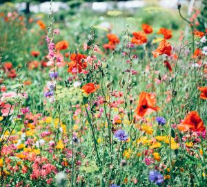 How To Set Up Your Garden And Enjoy Growing Plants And Flowers - Plants, outdoors, lawn, garden, flowers