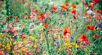 How To Set Up Your Garden And Enjoy Growing Plants And Flowers