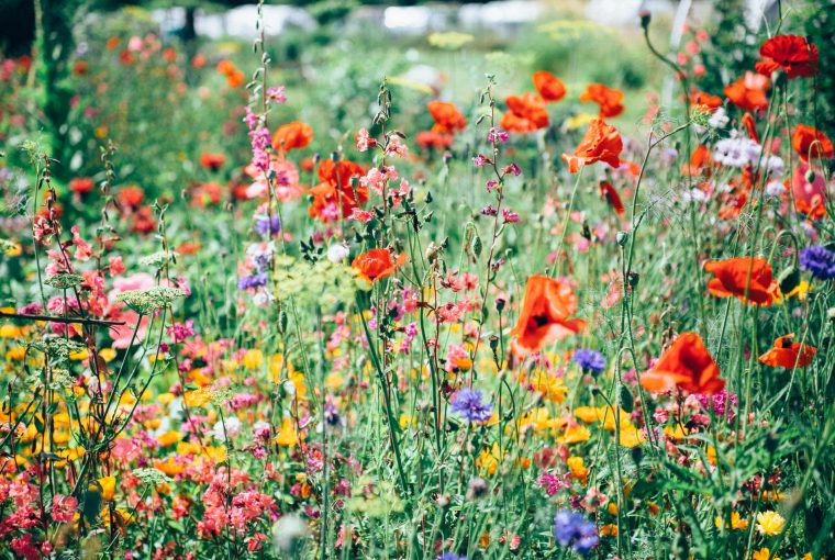 How To Set Up Your Garden And Enjoy Growing Plants And Flowers How To Set Up Your Garden And Enjoy Growing Plants And Flowers - Plants, outdoors, lawn, garden, flowers