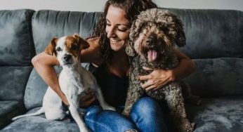 Tricks on How to prevent your dog ​​from eating the sofa