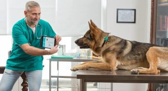 5 Techy Gifts for People Who Worship Their Pets