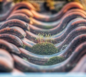 Roof Maintenance Checklist: 5 Problems to Look For - rust, roof maintaince, moss, home improvement, diy, cleaning, algae