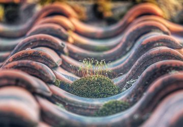 Roof Maintenance Checklist: 5 Problems to Look For - rust, roof maintaince, moss, home improvement, diy, cleaning, algae