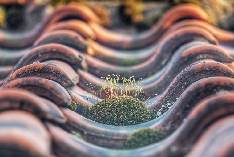 Roof Maintenance Checklist: 5 Problems to Look For Roof Maintenance Checklist: 5 Problems to Look For - rust, roof maintaince, moss, home improvement, diy, cleaning, algae