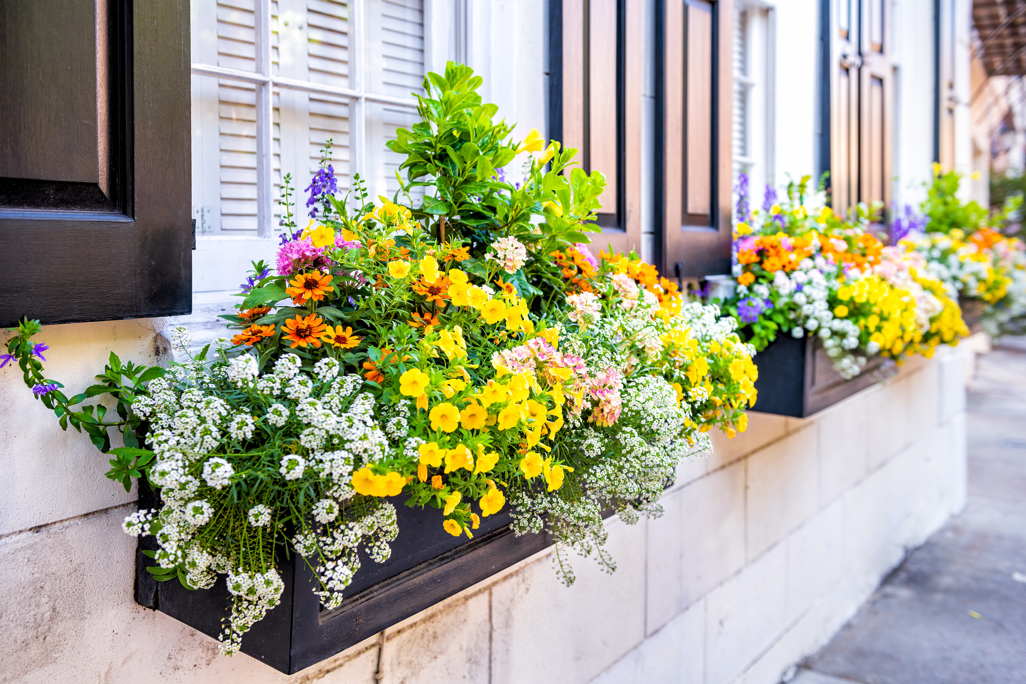 Wall exterior siding house architecture sidewalk and multicolored yellow flowers in planter as decorations in Charleston, South Carolina