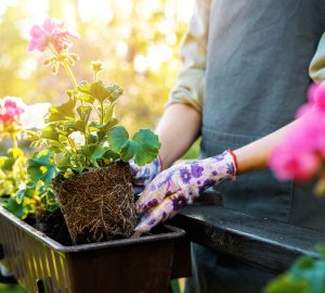 7 Steps For Making A Flower Box Arrangement - Plants, Layout, flower box, fertilizer, arrangements, arrangement