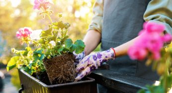 7 Steps For Making A Flower Box Arrangement