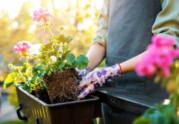 7 Steps For Making A Flower Box Arrangement - Plants, Layout, flower box, fertilizer, arrangements, arrangement