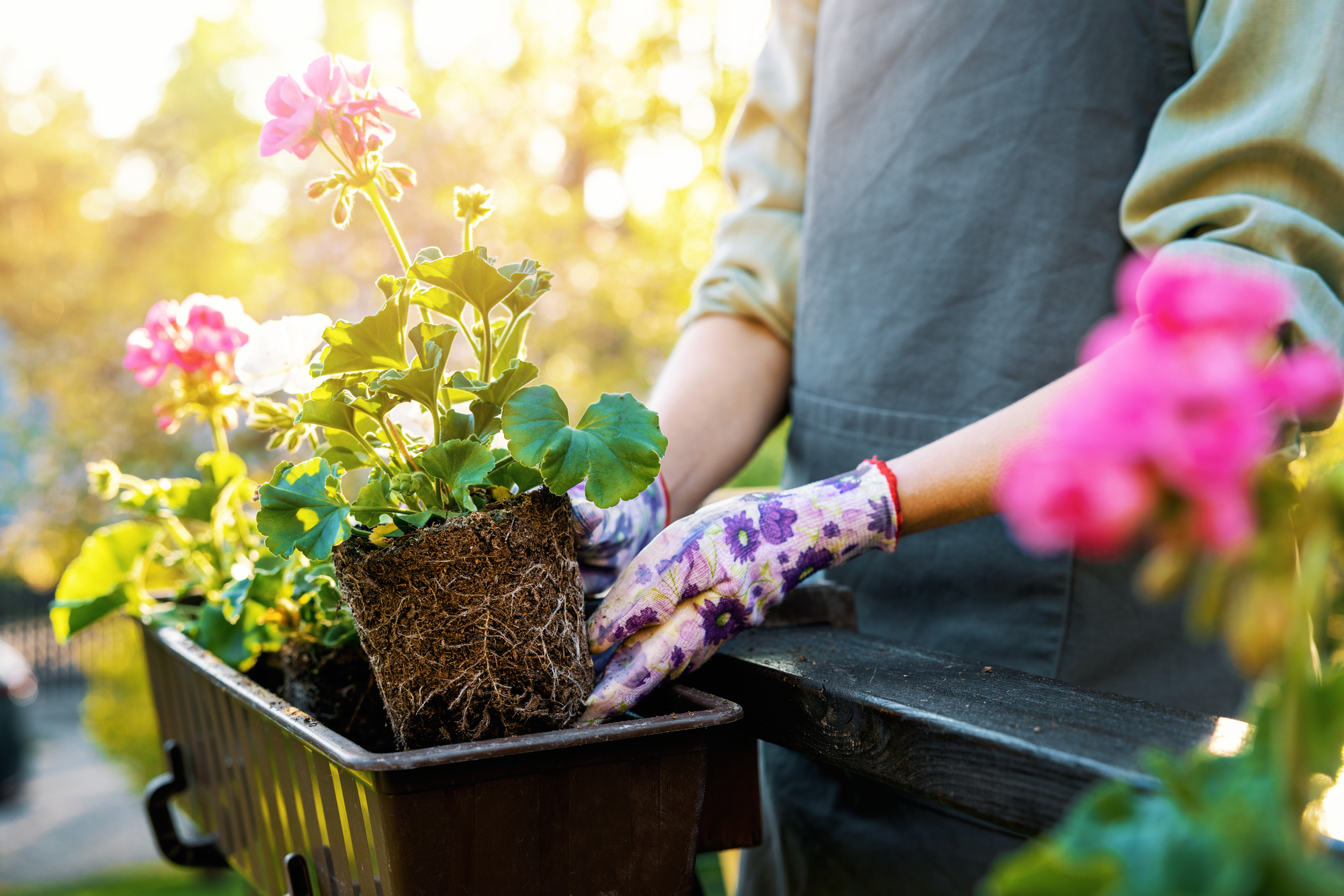 woman planting geranium flowers in balcony box