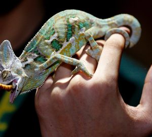 Common Mistakes to Avoid When Caring for Your Pet Reptile - temperature, pet reptile, nutrition, humidity, environment, diet