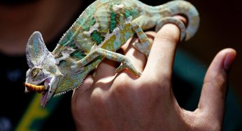 Common Mistakes to Avoid When Caring for Your Pet Reptile