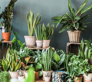Elevating Home Decor: Unveiling the Power of Indoor Plants in Creating Stylish and Inviting Spaces - white bird, Plants, paradise, monstera, janet craig, indoor, ficus alii, bamboo palm
