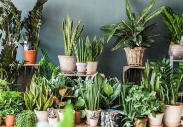 Elevating Home Decor: Unveiling the Power of Indoor Plants in Creating Stylish and Inviting Spaces - white bird, Plants, paradise, monstera, janet craig, indoor, ficus alii, bamboo palm