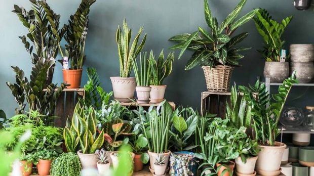 Elevating Home Decor: Unveiling the Power of Indoor Plants in Creating Stylish and Inviting Spaces - white bird, Plants, paradise, monstera, janet craig, indoor, ficus alii, bamboo palm