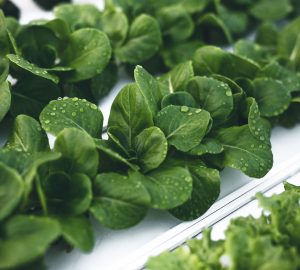 Growing Microgreens Hydroponically: Should They Be a Part of Your Diet? - microgreens, grow, gardening, garden