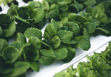 Growing Microgreens Hydroponically: Should They Be a Part of Your Diet? - microgreens, grow, gardening, garden