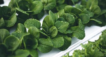 Growing Microgreens Hydroponically: Should They Be a Part of Your Diet?