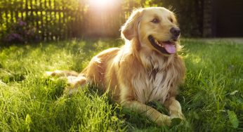 Sniffing Out the Benefits: Can Eucalyptus Oil Enhance Your Dog’s Life?