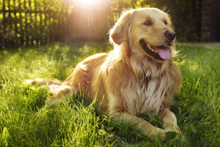 Sniffing Out the Benefits: Can Eucalyptus Oil Enhance Your Dog's Life? Sniffing Out the Benefits: Can Eucalyptus Oil Enhance Your Dog's Life? - skin, sensitivity, relaxation, life, dog, calming, allergies