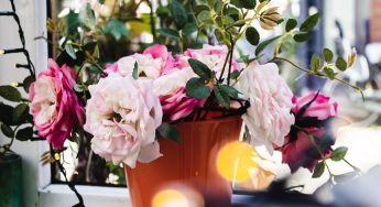 Running Out Of Gift Ideas? Here Are The Best Plants To Give As A Present