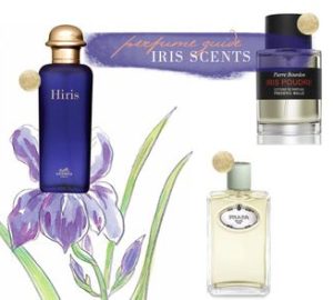 Iris - The Noble Ingredient in the Perfumery World - prada perfume, Perfumes, iris note perfumes, dior perfume, chanel perfume