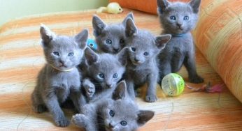 Meet the Russian Blue Cat: A Purr-fect Blend of Grace and Intelligence