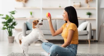 Remote Collars for Dogs: Improving Canine Training