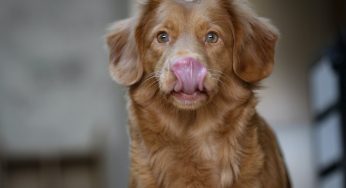 Help Your Dog Live a Healthy Life with This Useful Feeding Guide