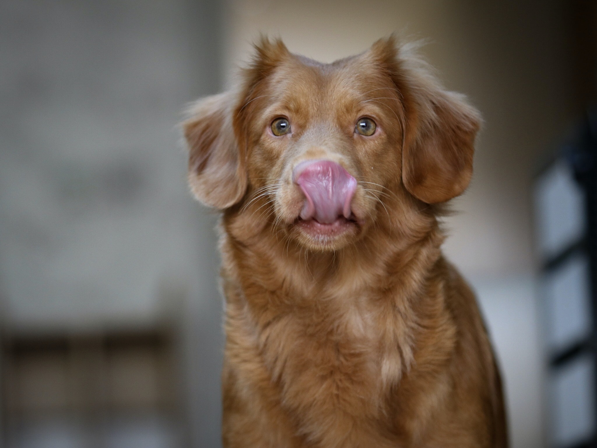 Help Your Dog Live a Healthy Life with This Useful Feeding Guide - seniors, Puppies, ingredients, hydration, food, dog, animals, adults