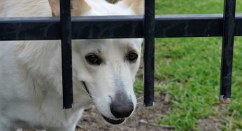 Reasons Why Having Pet Insurance is a Wise Investment