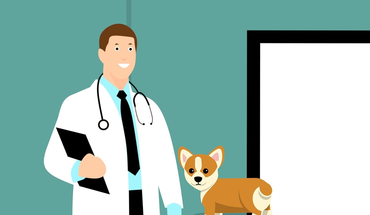 Reasons Why Having Pet Insurance is a Wise Investment - protection, Pet, investment, insurance, budget- friendly, animals