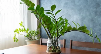 The Ultimate Guide to Zamioculcas Care: Thrive with Ease