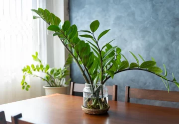 The Ultimate Guide to Zamioculcas Care: Thrive with Ease - Zamioculcas, water, temperature, soil, plant, light, indoor, humidity