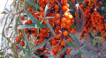 Scandinavian superfoods for radiant skin that Redifine Your Skin