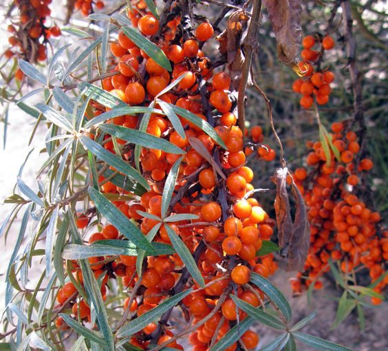 Scandinavian superfoods for radiant skin that Redifine Your Skin - skin care, Nordic super foods, food good for the skin