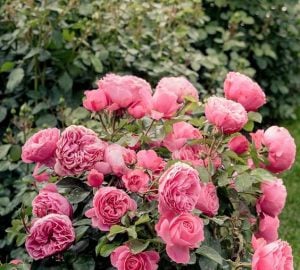 Rose Bush Varieties and The Process of Maintenance - varietes of rose bushes, rose bush maintenance, rose busg, gardening, garden