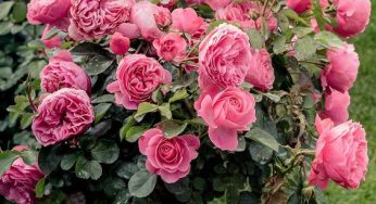 Rose Bush Varieties and The Process of Maintenance