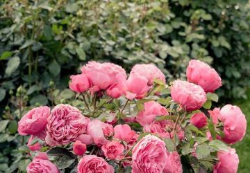 Rose Bush Varieties and The Process of Maintenance - varietes of rose bushes, rose bush maintenance, rose busg, gardening, garden