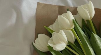 6 Fascinating Facts About Tulips