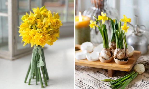 Make Your Daffodils Shine All Spring Season Long with These 5 Expert Tips